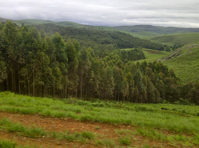 natural wonders in nigeria - Mambilla Plateau (Gashaka Gumti Park)