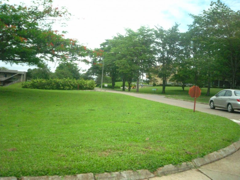 IITA Forest