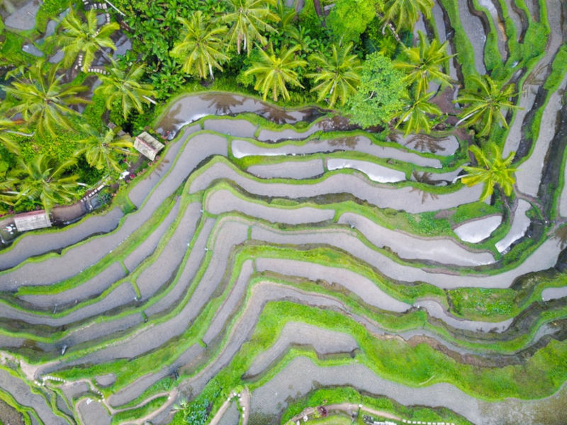 Rice fields in Bali