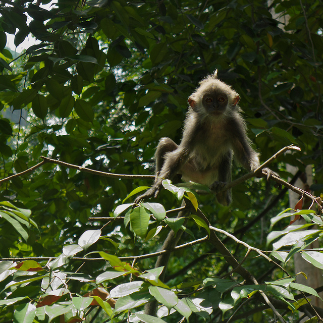 Silver Leaf Langur