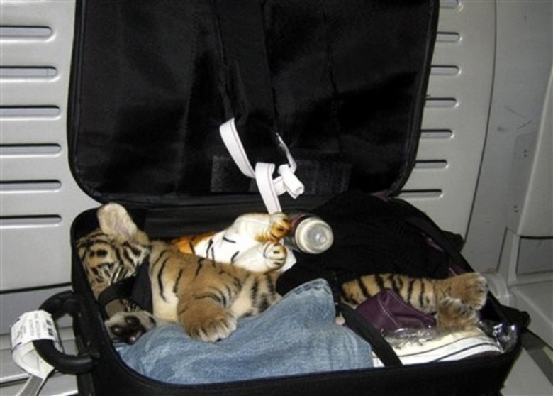 Baby Tiger in the baggage