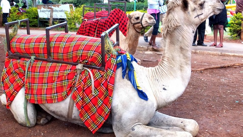 Camel Riding at Uhuru Park