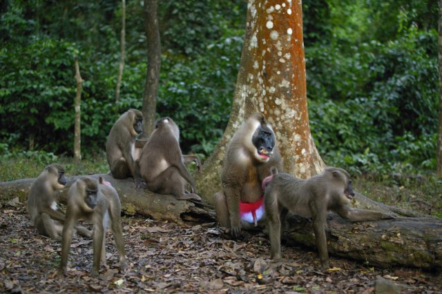 Drill Monkey Rehab Centre calabar