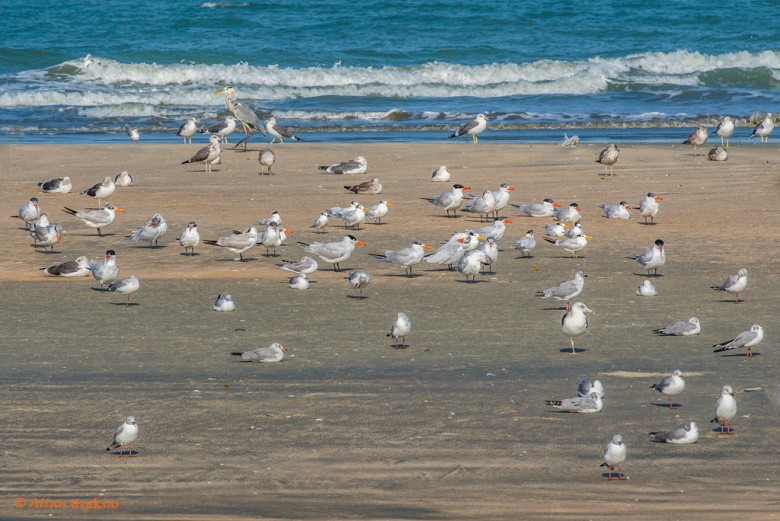 Seabird Roost at Tanji Beach, Gambia