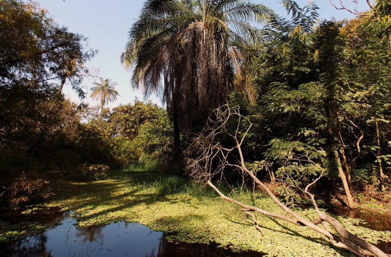 Abuko_Nature_Reserve