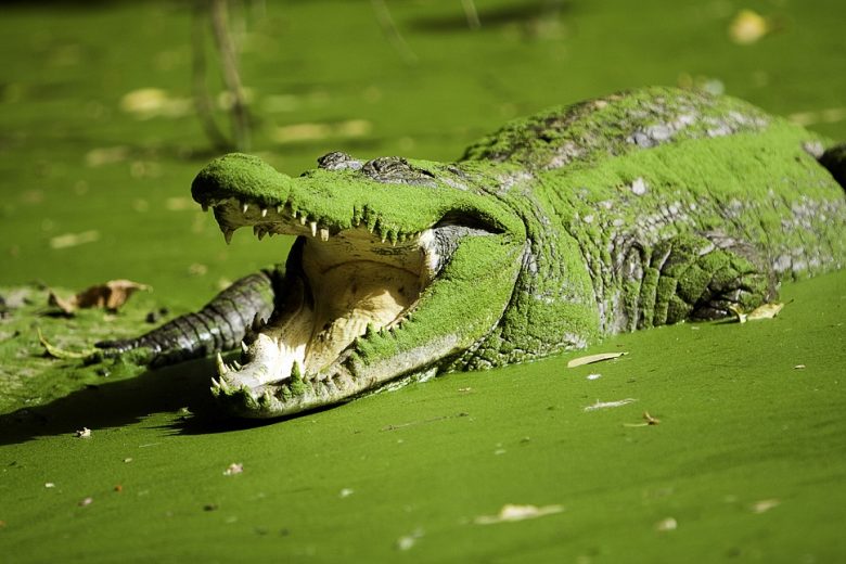Crocodile Pool, Gambia