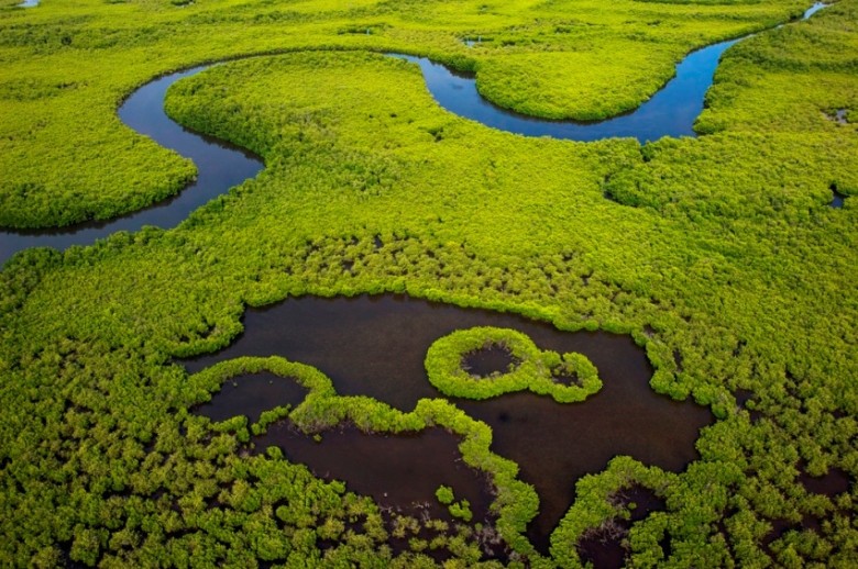 mangroves-niumi-national-park