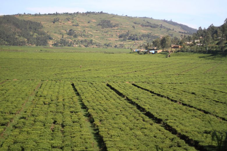 Tea Vegetation in Rwanda