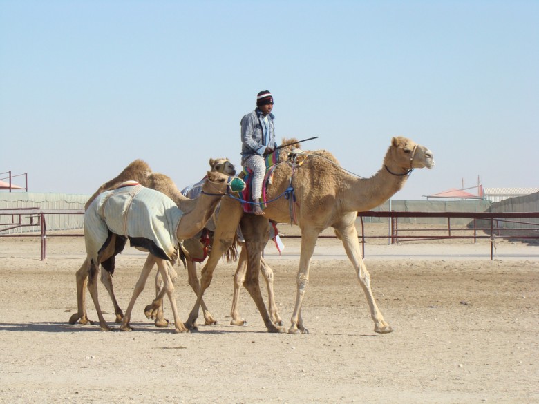 camel racing Doha