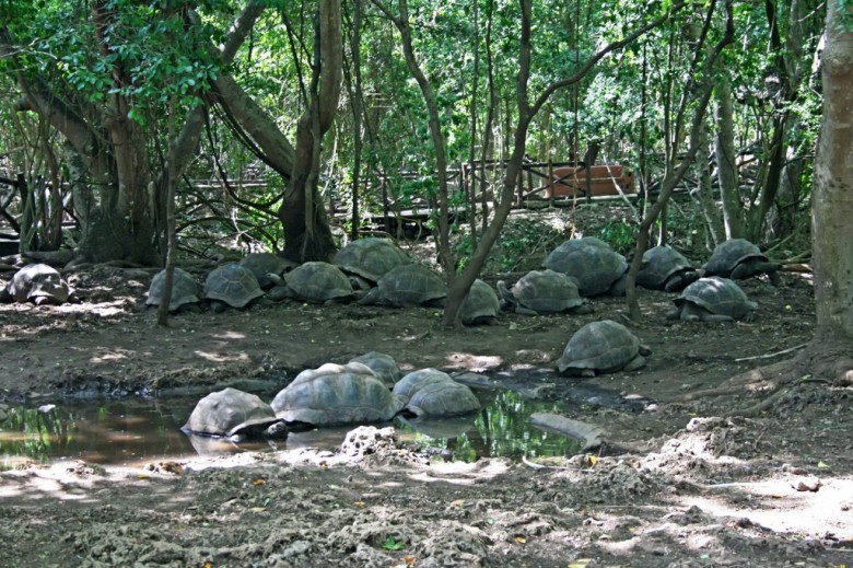 Aldabra-Giant-Tortoise-on-Changuu-1024x682