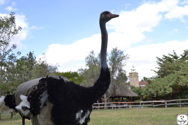 Maasai-Ostrich-Farm-780x520