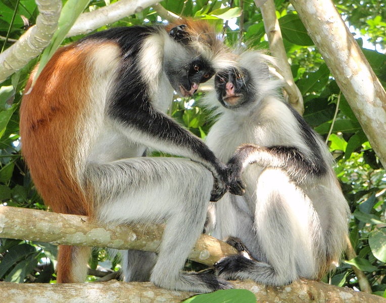 Red-Colobus-Monkeys-in-Jozani-Forest