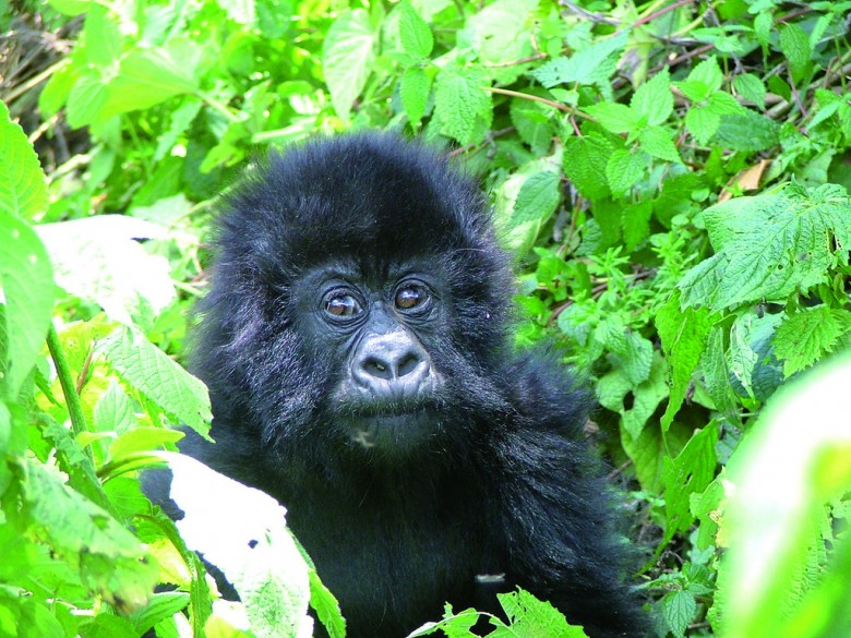 Gorilla-Tracking-780x585