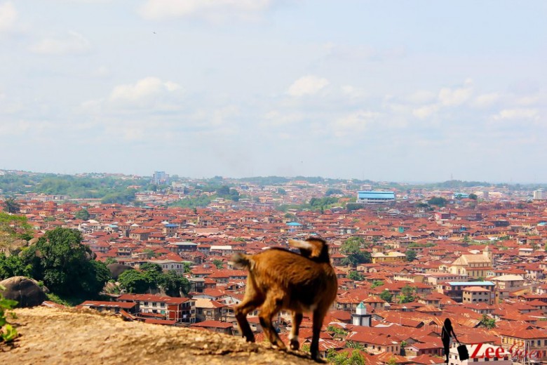 Taking in the view of Abeokuta with a touristy goat (Source: zeegoes.com)