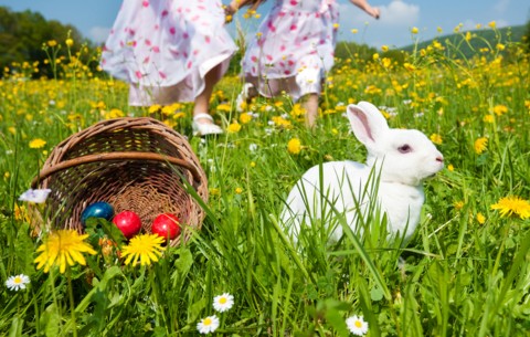 Easter Eggs in basket with a rabbit in the field