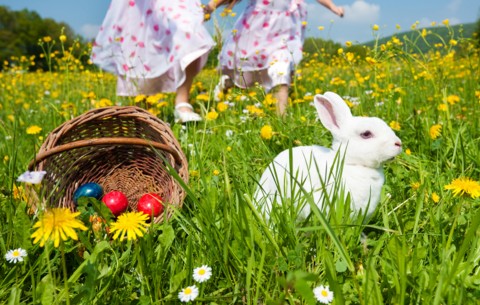 Easter Eggs in basket with a rabbit in the field