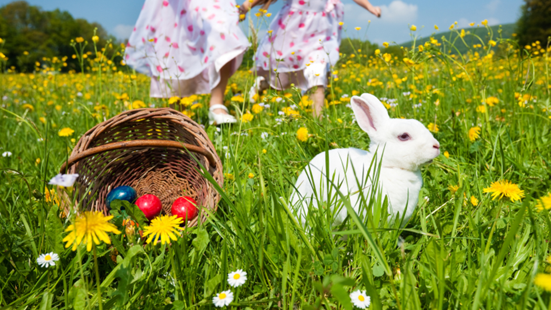 Easter Eggs in basket with a rabbit in the field