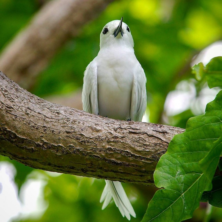 Fairy_tern-Aride-Island-Seychelles