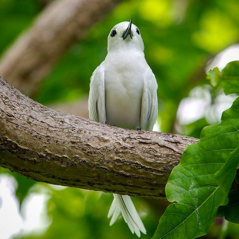 Fairy_tern-Aride-Island-Seychelles