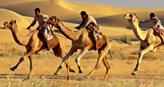 Camel races-travelstart-chad
