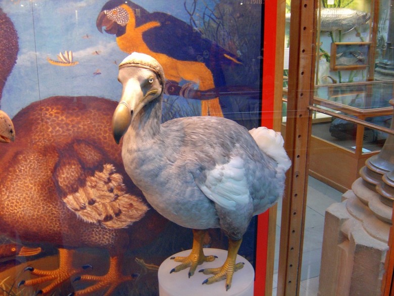 dodo bird- Mauritius-travelstart