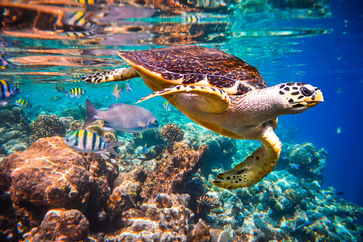 Maldives-Travelstart-Marinelife