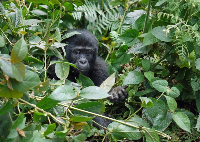 Gorilla-Uganda-Travelstart