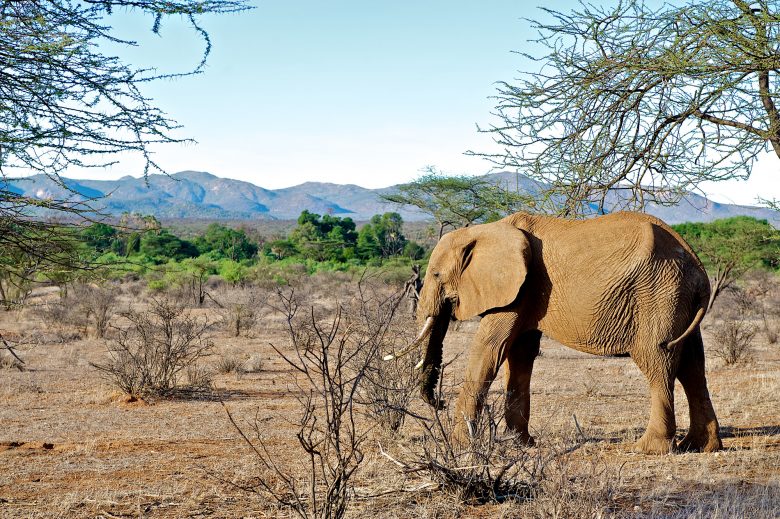 Kenya-Travelstart-Amboseli park