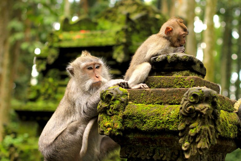 Bali Monkey-Forest-travelstart