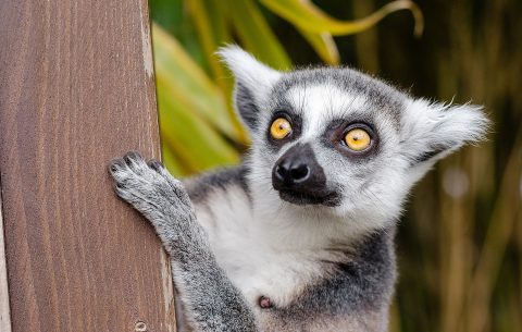 Madagascar-Travelstart