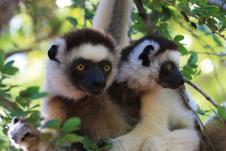 Madagascar-Travelstart-unique attraction