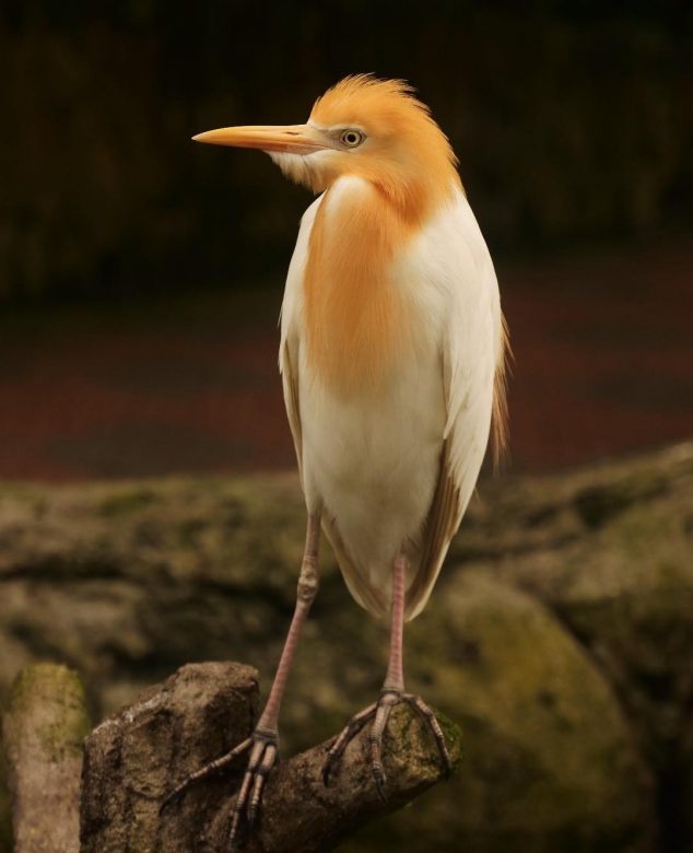 kuala lumpur bird park-travelstart