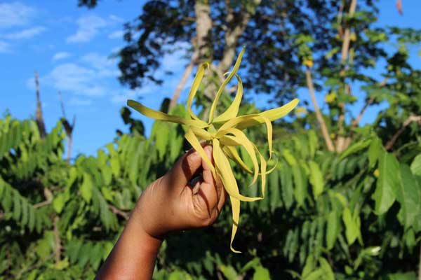 perfumecomoros-travelstart