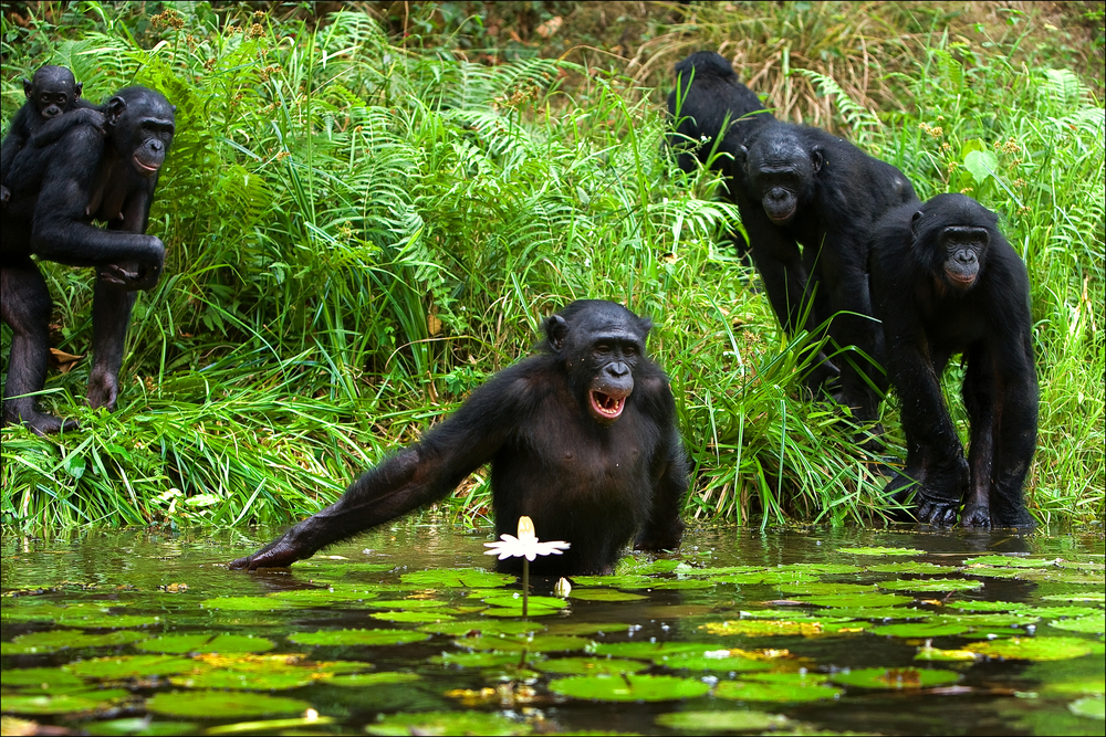 ivory coast-travelstart