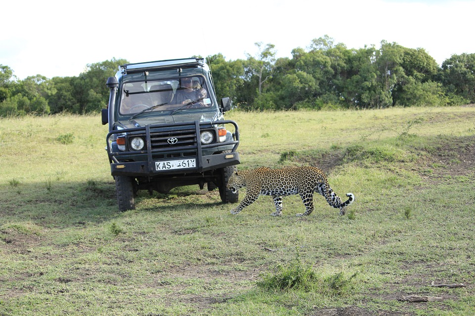 fanstaic wildlife-zambia-travelstart