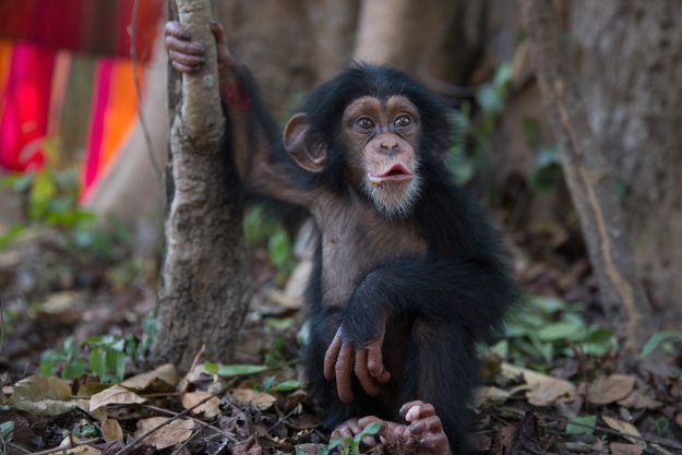 gunie bissau-travelstart-wild life