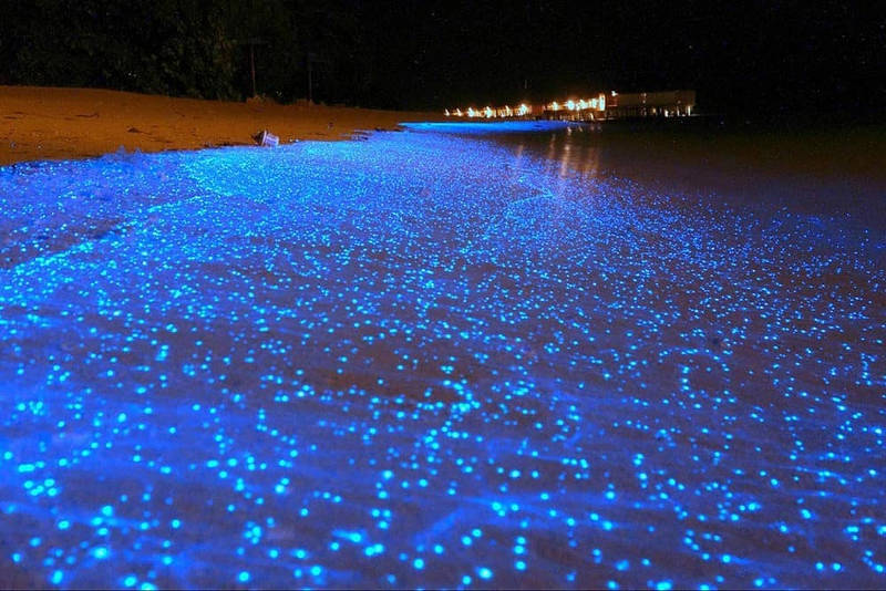 sea of stars maldives