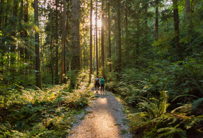 hiking through mt seymour- provincial park