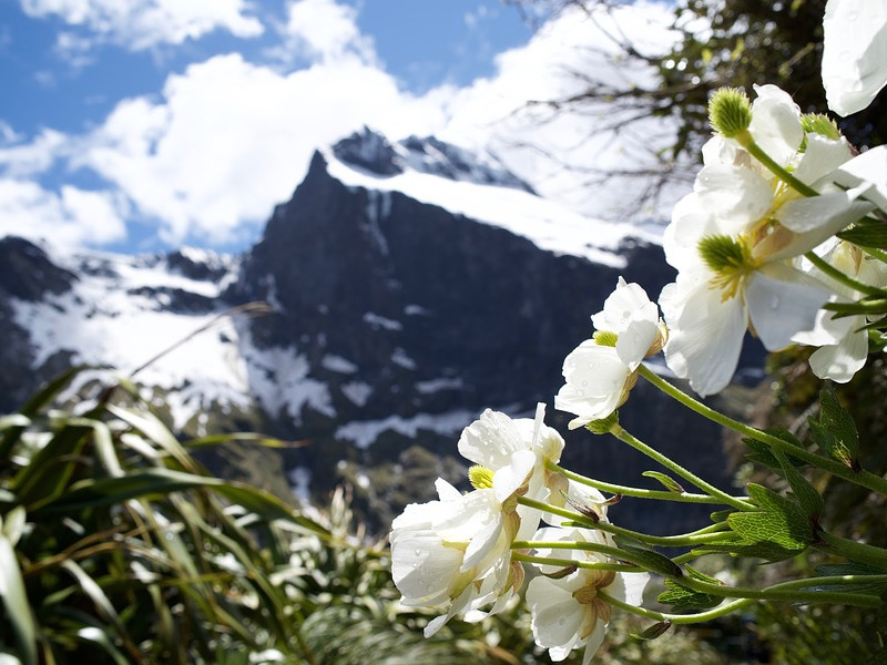 Milford Sound in New Zealand