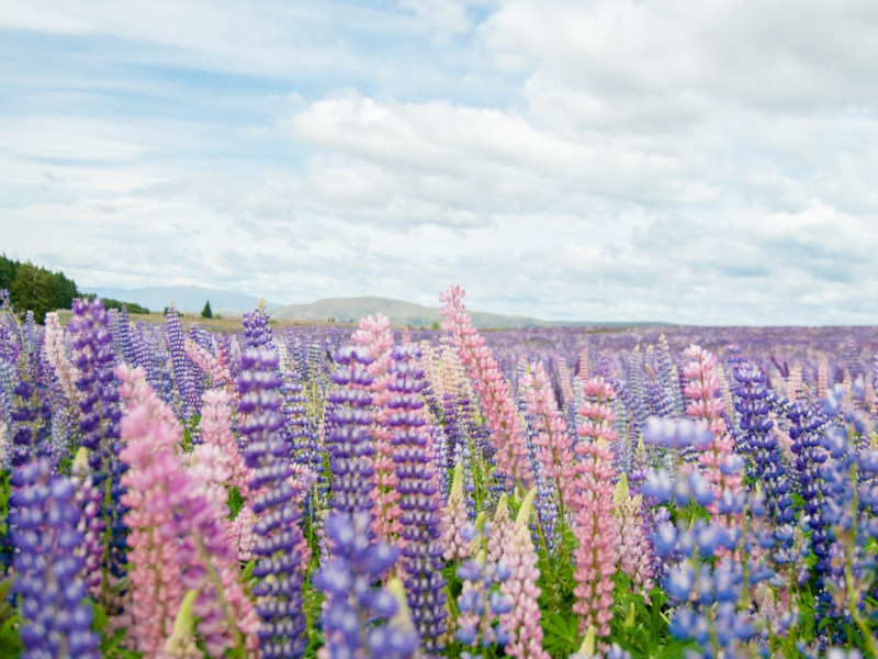 Spring blooms in New Zealand
