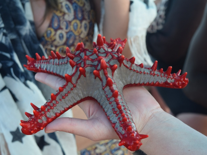 Marine life in Zanzibar