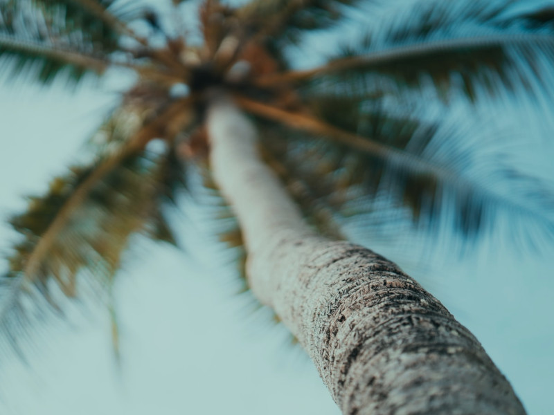 Palm lined Zanzibar beaches
