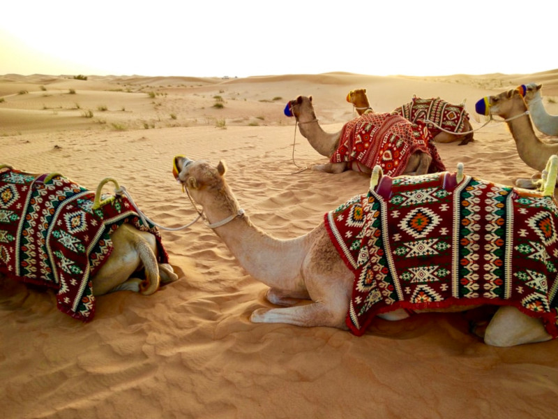 A desert safari in the UAE