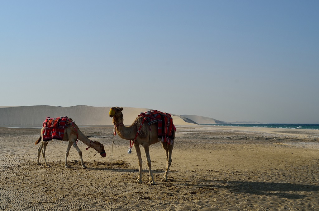Desert Safari in Doha, Qatar
