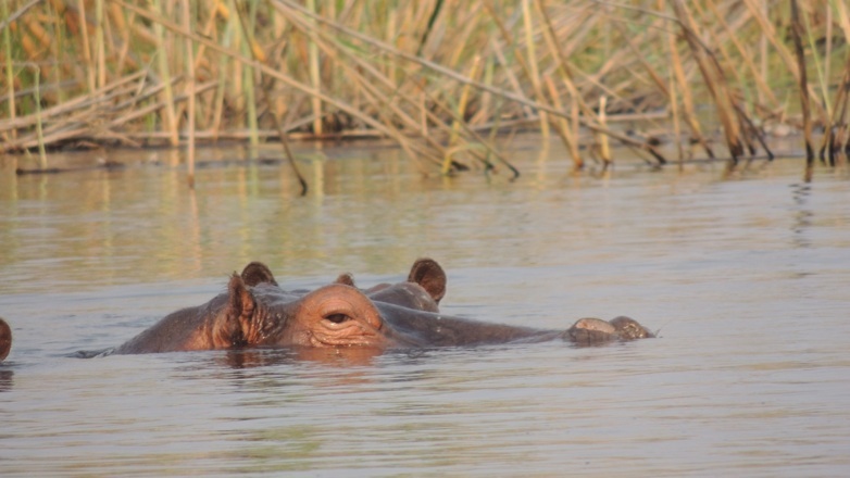 Namushasha River Lodge