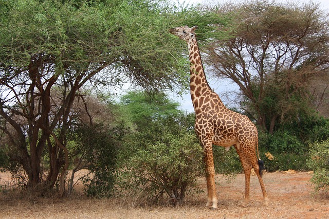 giraffe