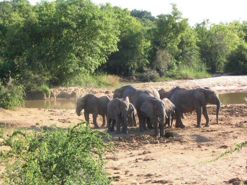 Elephants at Yankari Game Reserve Nigeria